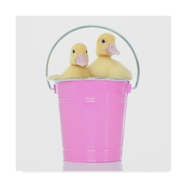 Andrea Mascitti Puppies 'Bucket Ducks' Canvas Art, 24x24, Trademark Fine Art, Mfr#: ALI24492-C2424GG